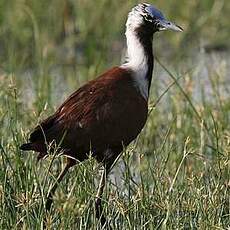 Jacana malgache