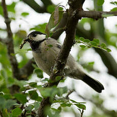 Mésange somalienne