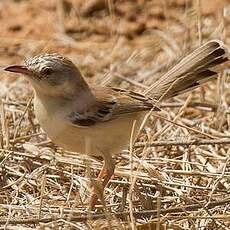 Prinia à front écailleux