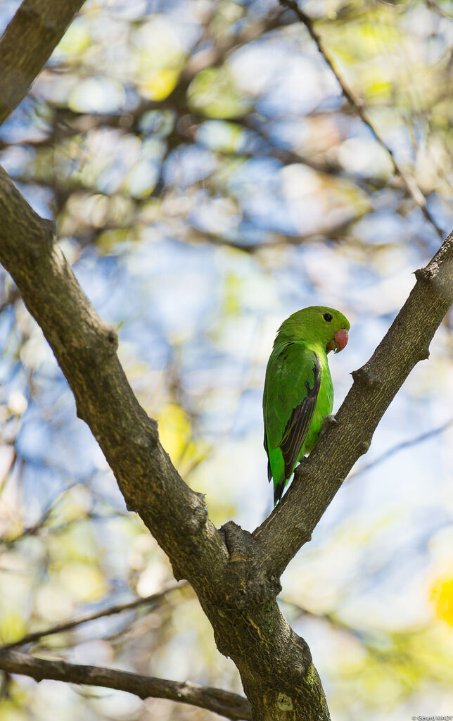 Black-winged Lovebird