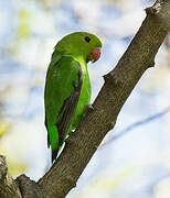 Black-winged Lovebird