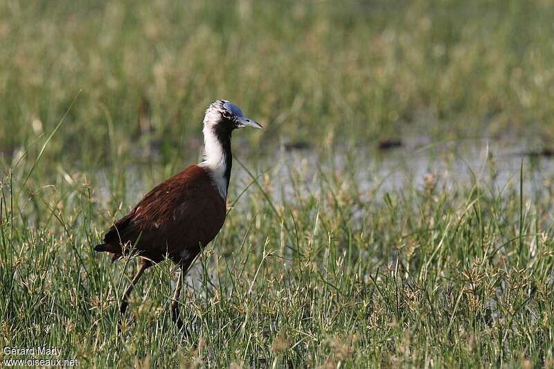 Madagascan Jacana male, identification