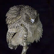 Blakiston's Fish Owl