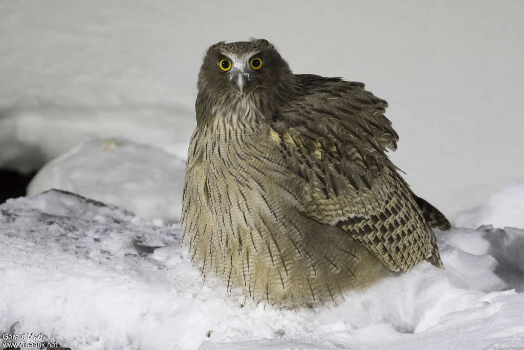 Blakiston's Fish Owl, identification