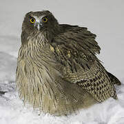 Blakiston's Fish Owl