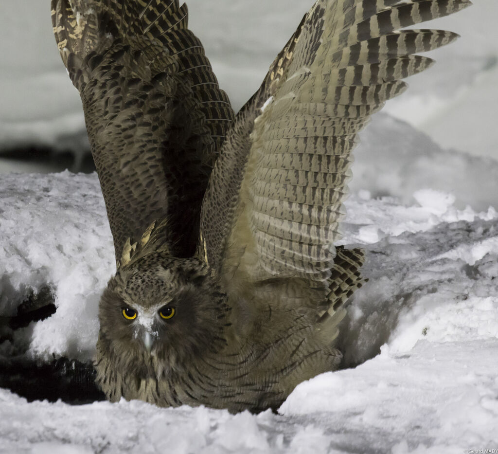 Blakiston's Fish Owl