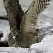 Blakiston's Fish Owl