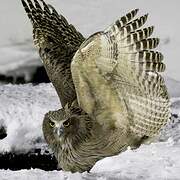 Blakiston's Fish Owl