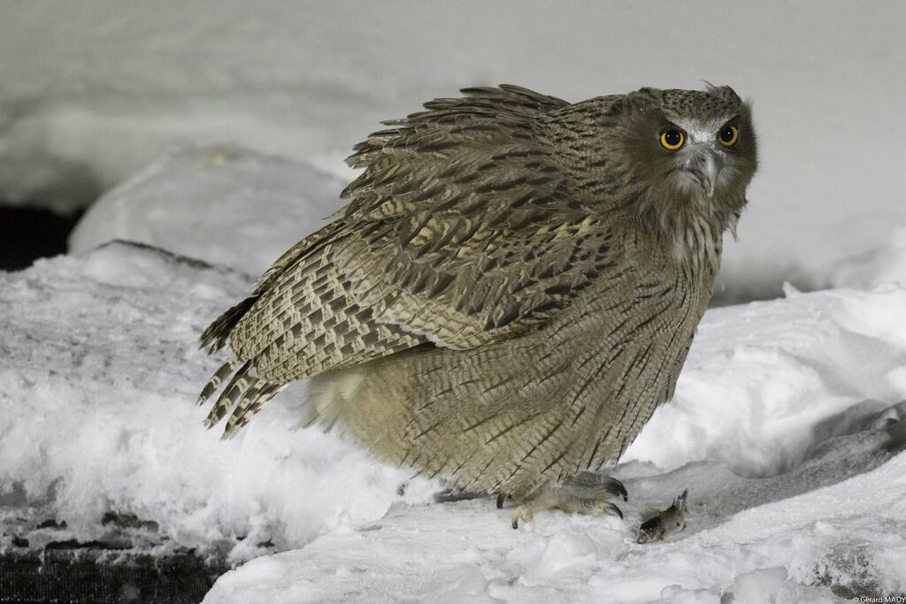 Blakiston's Fish Owl