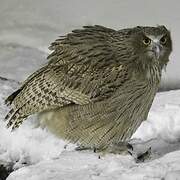 Blakiston's Fish Owl