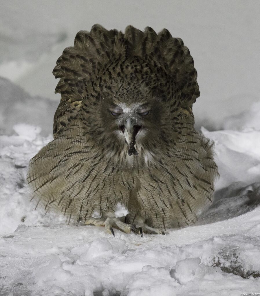 Blakiston's Fish Owl