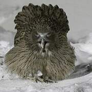 Blakiston's Fish Owl