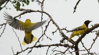 Black-headed Oriole