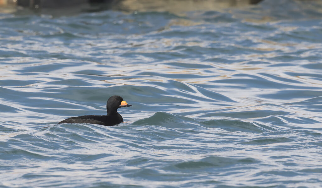 Black Scoter