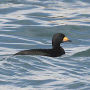 Black Scoter