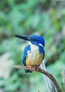 Half-collared Kingfisher