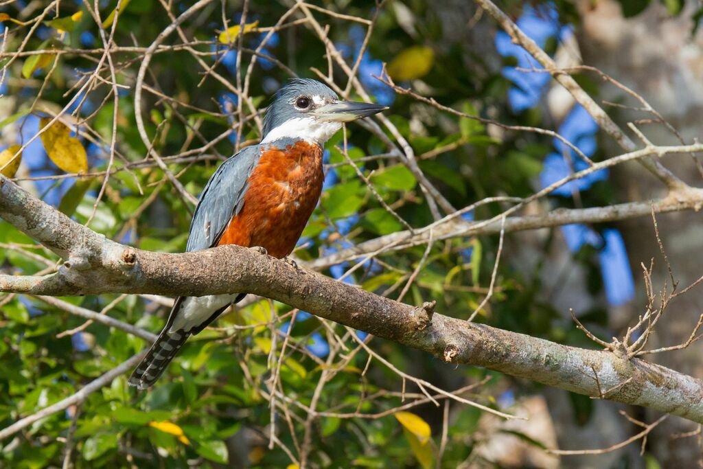 Ringed Kingfisher