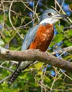 Ringed Kingfisher