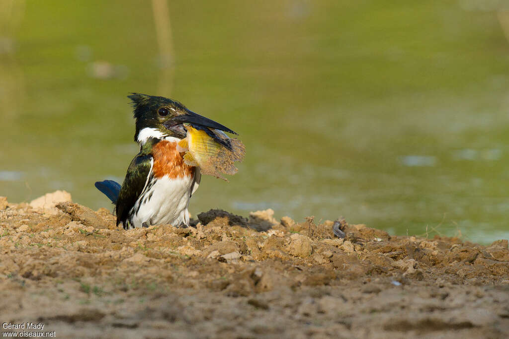 Amazon Kingfisher male adult, feeding habits, fishing/hunting