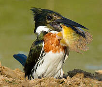 Amazon Kingfisher