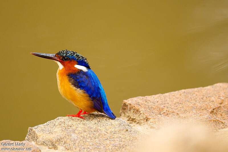 Martin-pêcheur vintsiadulte, identification