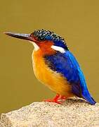 Malagasy Kingfisher