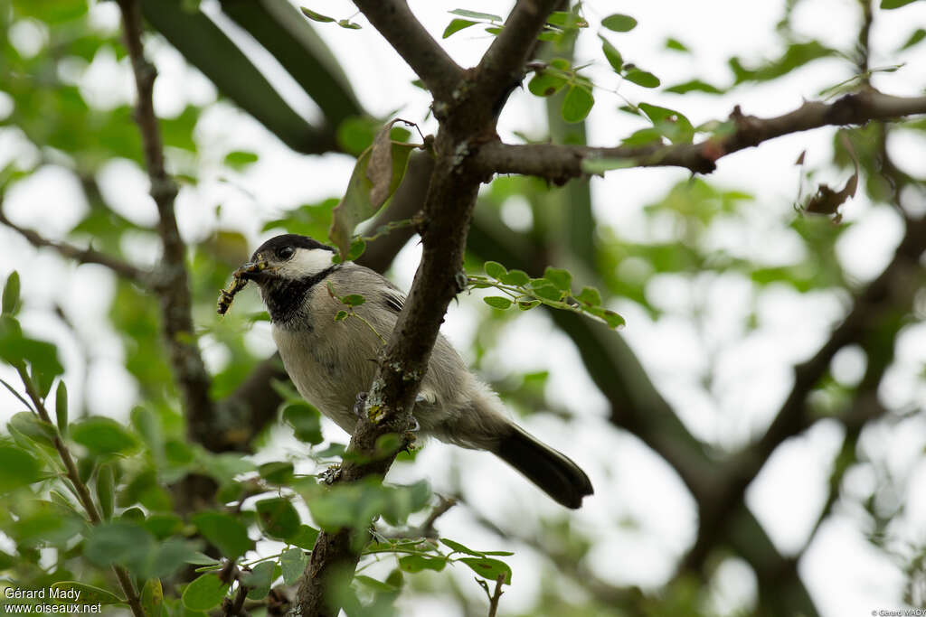 Acacia Titadult, habitat, feeding habits