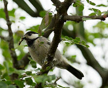 Acacia Tit