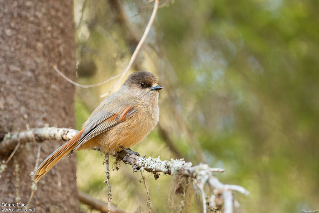 Siberian Jayadult, habitat, pigmentation