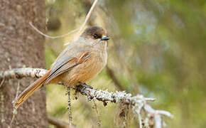 Siberian Jay