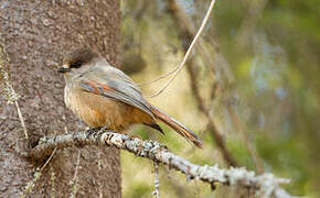 Siberian Jay