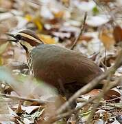 White-breasted Mesite