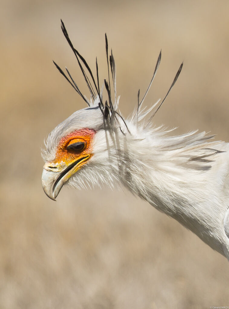 Secretarybird