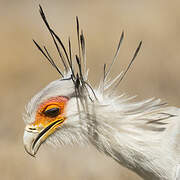 Secretarybird