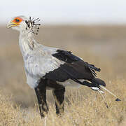 Secretarybird