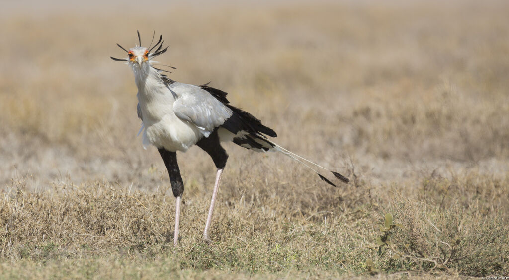 Secretarybird