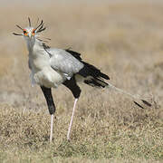 Secretarybird