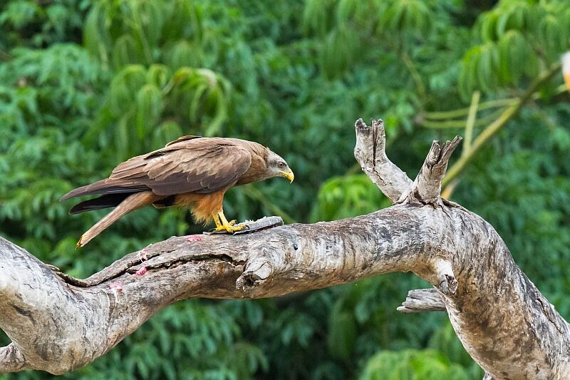 Yellow-billed Kite