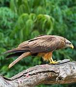 Yellow-billed Kite