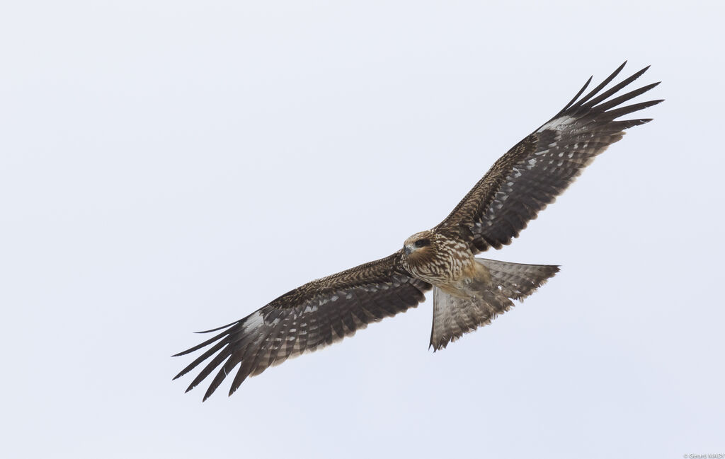 Black Kite (lineatus)