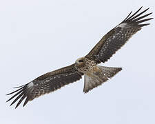 Black Kite (lineatus)