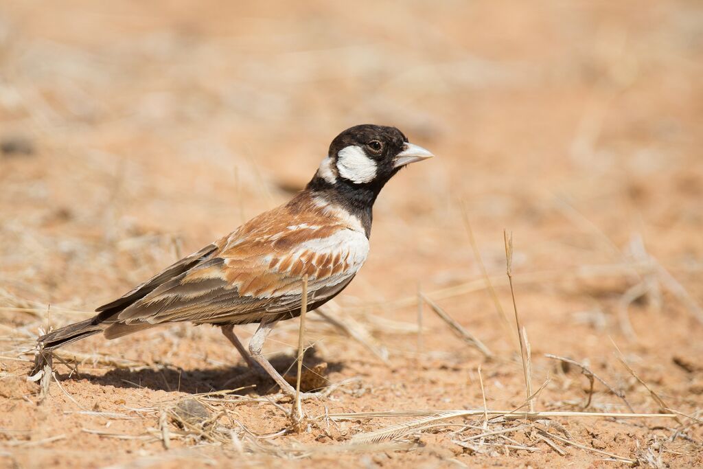 Chestnut-backed Sparrow-Lark