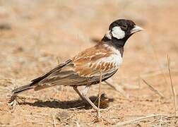 Chestnut-backed Sparrow-Lark