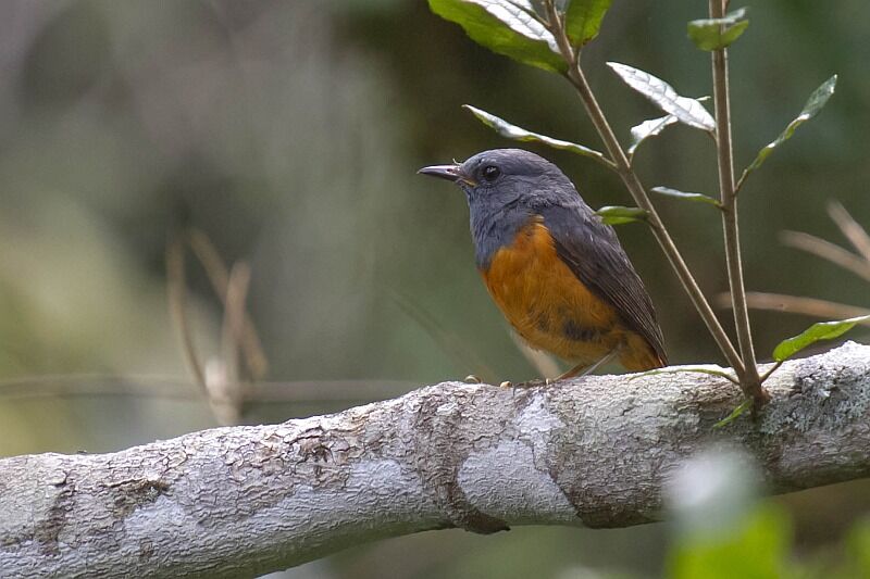 Forest Rock Thrush