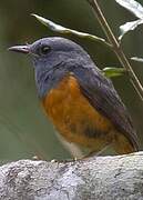 Forest Rock Thrush