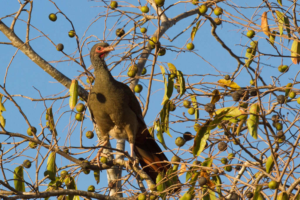 Ortalide du chaco