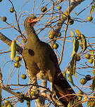 Ortalide du Chaco