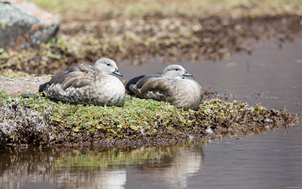 Blue-winged Goose