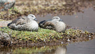 Blue-winged Goose