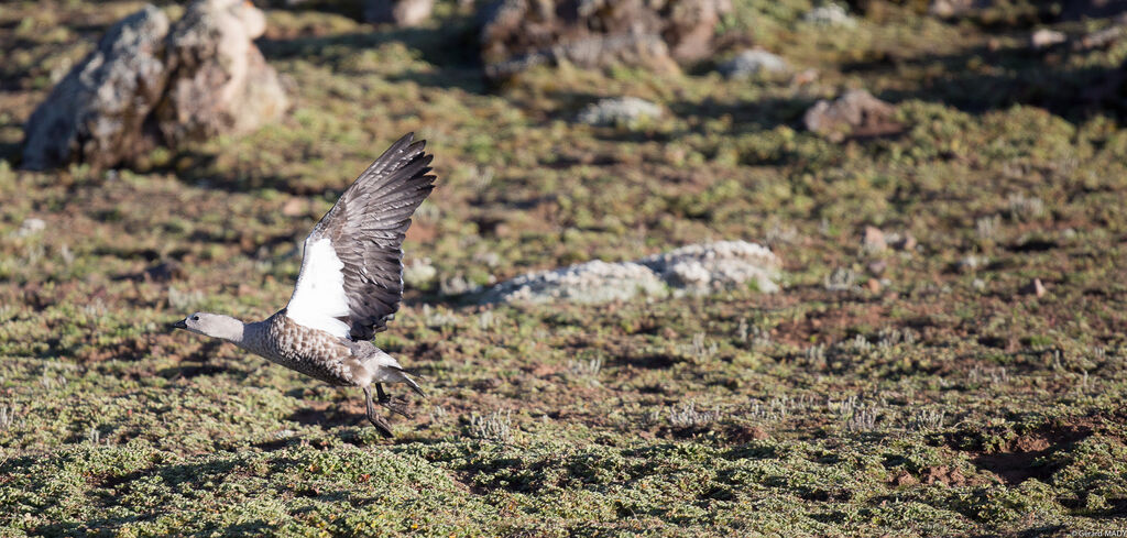 Blue-winged Goose